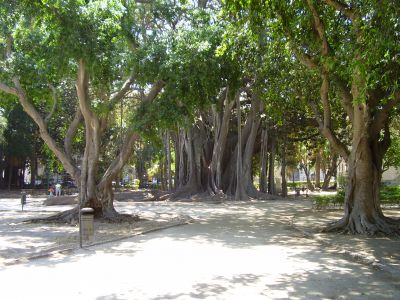 Ficus in Piazza Marina in Palermo
