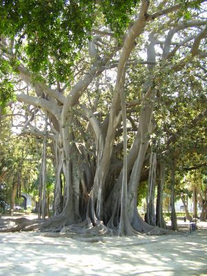 Ficus in Piazza Marina in Palermo
