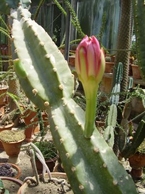 Orto Botanico in Palermo
