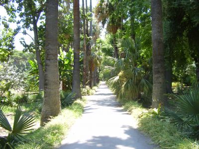 Orto Botanico in Palermo
