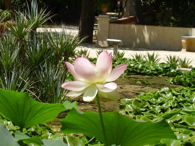 Orto Botanico in Palermo
